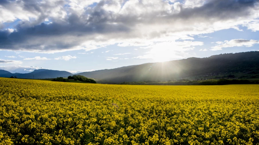 Marchés agricoles : cours du colza et du soja en repli avant Noël