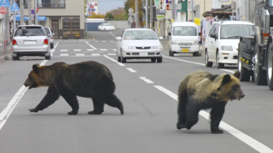 Japon : viande d'ours servie en restaurants après les attaques
