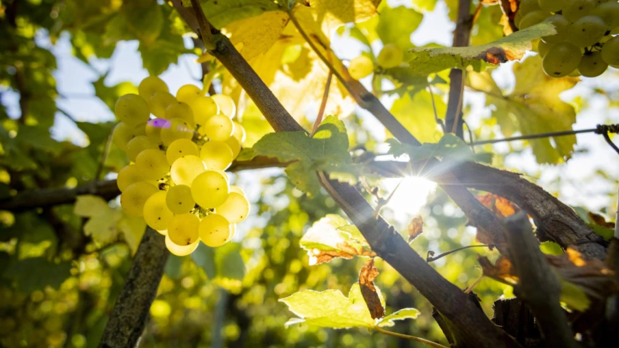 Cuvée bernoise 2025: un millésime fruité et élégant