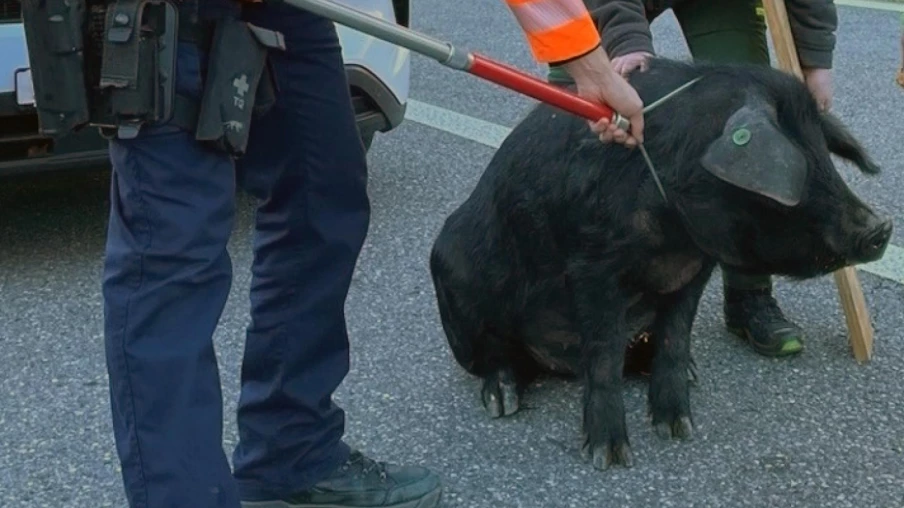 Un cochon échappé paralyse le trafic sur l'A13 à Coire