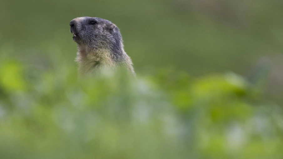 WWF: gagnants et perdants du règne animal en Suisse 2025