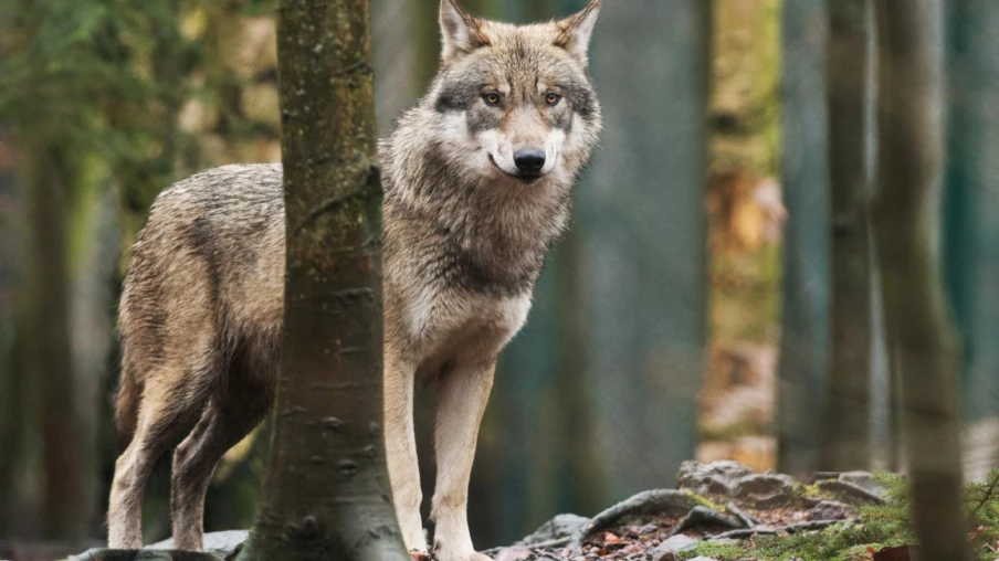 Finlande : chasse au loup réautorisée en 2026 avec quotas