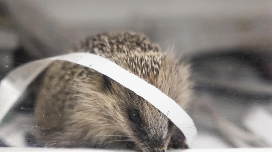 Le hérisson, animal de l'année 2026 en Suisse, habitats menacés