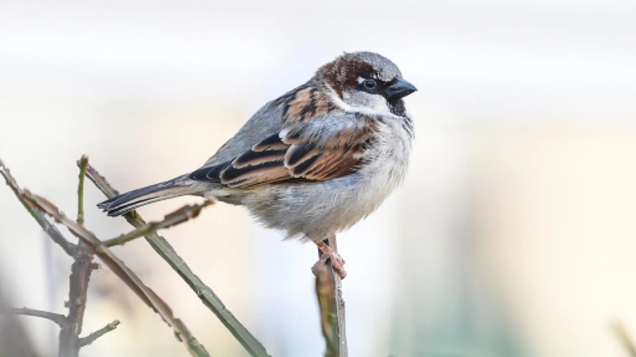 BirdLife : opération « Oiseaux en hiver » 9-11 janvier en Suisse