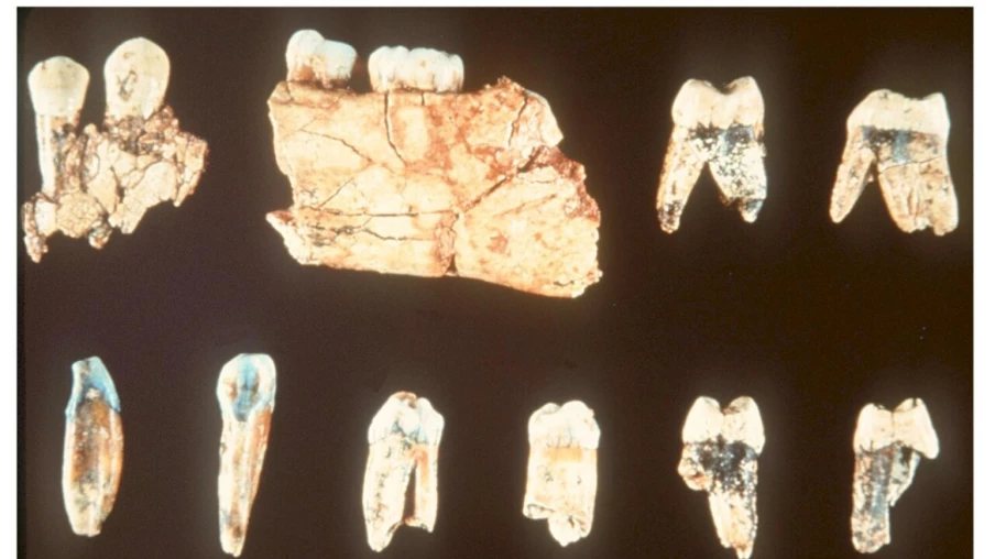 Des fossiles vieux de 773'000 ans éclairent nos origines africaines