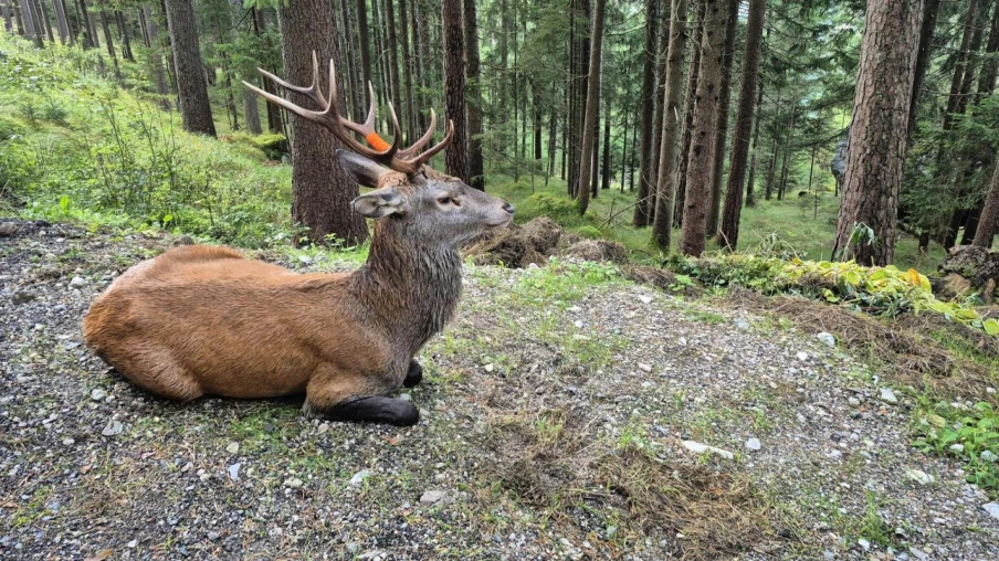 Tribunal fédéral refuse l'effet suspensif aux tirs de cerfs à Genève