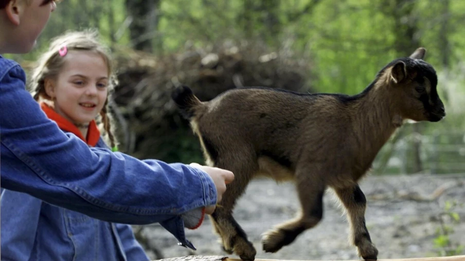 L'UDC retire son initiative pour sauver le zoo Dählhölzli à Berne