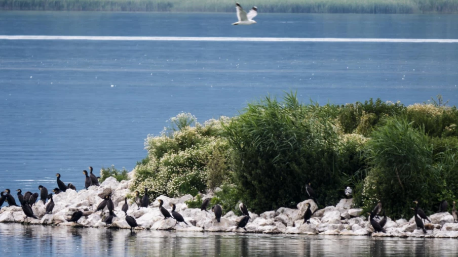 Le canton de Berne renforce la gestion des cormorans pour la pêche