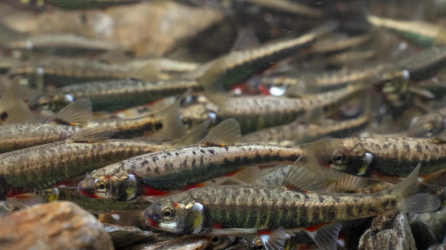 Vairon: poisson de l'année 2026 en Suisse, menacé de disparition