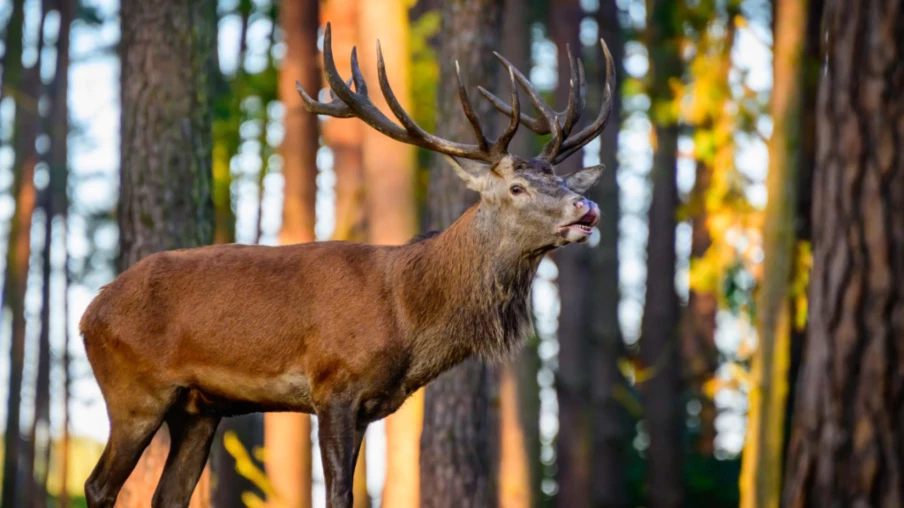 Impact croissant du gibier sur le rajeunissement des forêts bernoises
