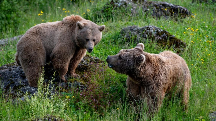 Premiers oursons bruns de Syrie nés au parc animalier de Goldau