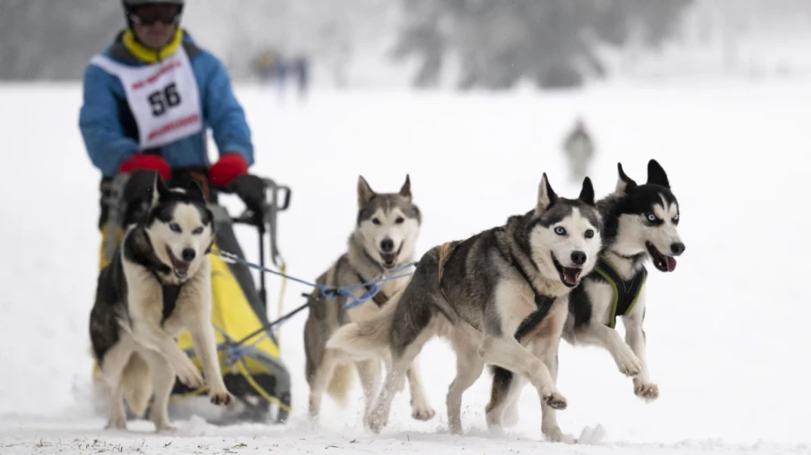 Courses de chiens de traîneaux à Saignelégier, même sans neige