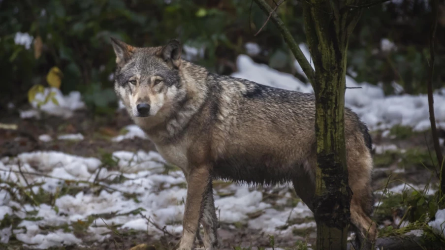 Autorisation fédérale: Vaud veut abattre 3 louveteaux de Jougne‑Suchet