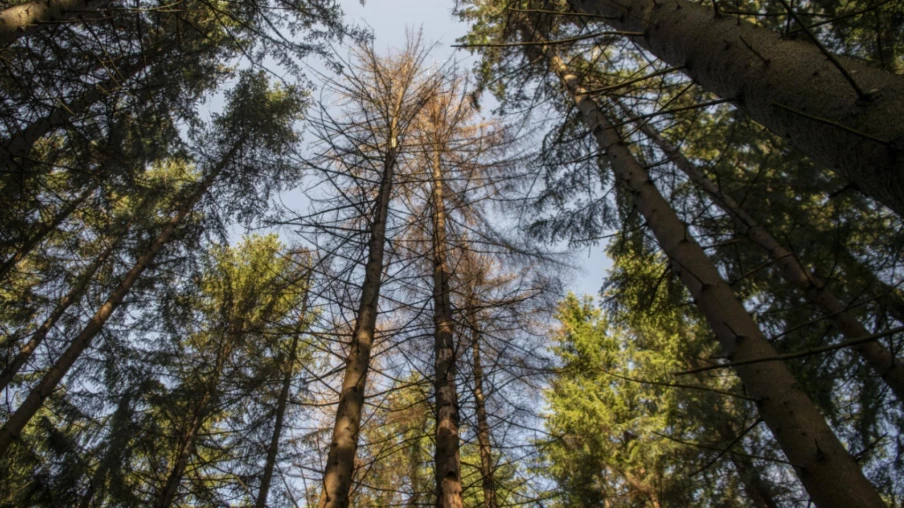 Drones multispectraux repèrent le stress hydrique des forêts suisses