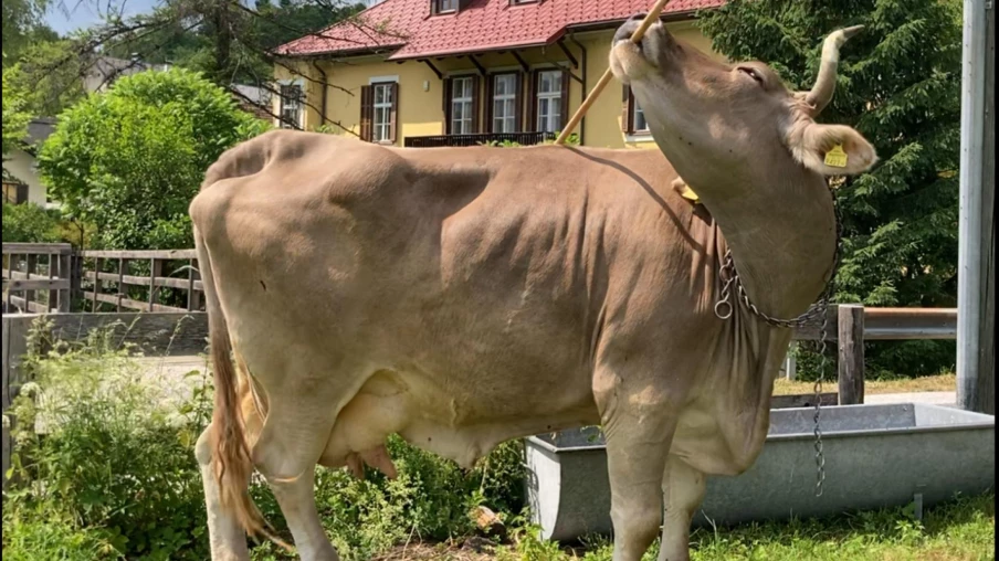 Veronika, la vache qui se sert d'un balai comme outil pour se gratter