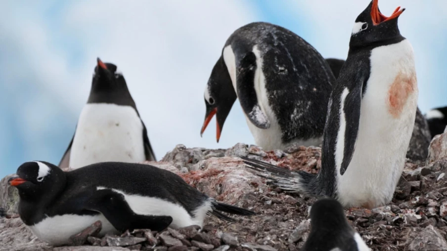 Antarctique : manchots avancent leur reproduction à un rythme record