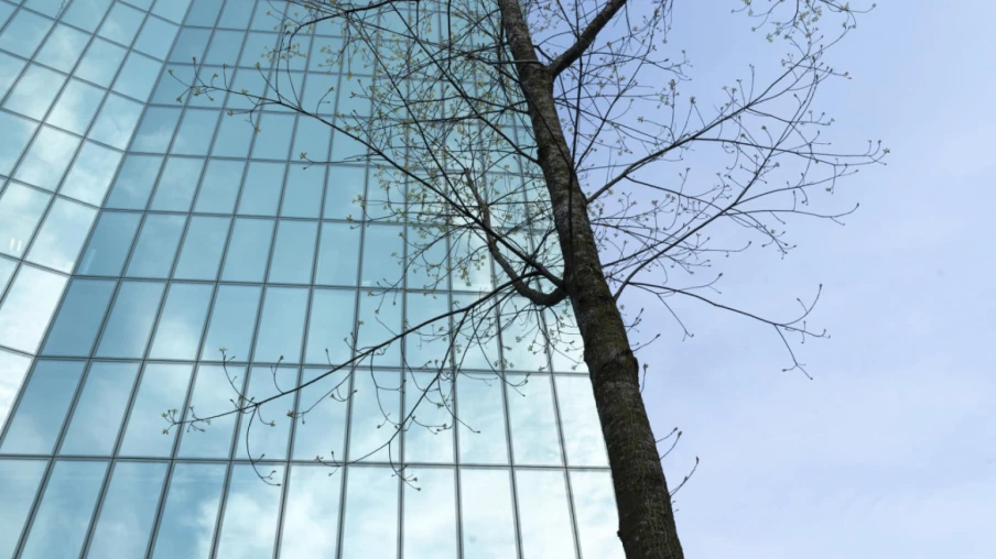 Berne envisage de protéger les oiseaux des collisions avec les vitres