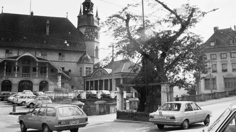 Fribourg replantera la dernière bouture du tilleul de Morat au Bourg