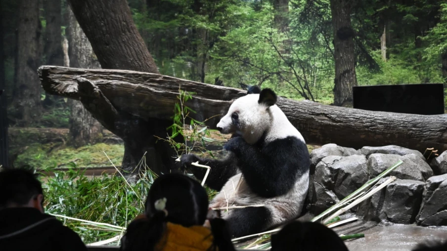 À Tokyo, adieux aux deux pandas d'Ueno avant leur retour en Chine