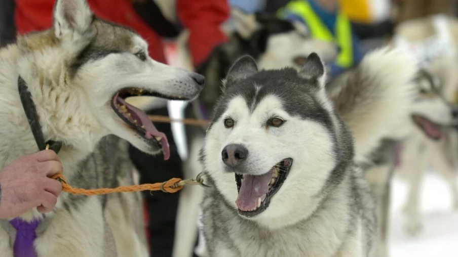 53e édition verte: succès des chiens de traîneaux à Saignelégier