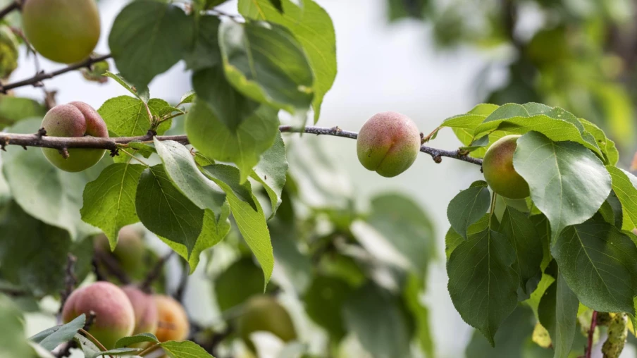 Résidus de pesticides sur fruits en 2024 : abricots et fraises touchés