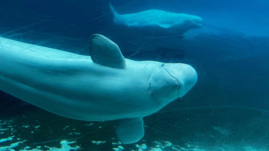Accord conditionnel d'Ottawa pour transférer les bélugas de Marineland