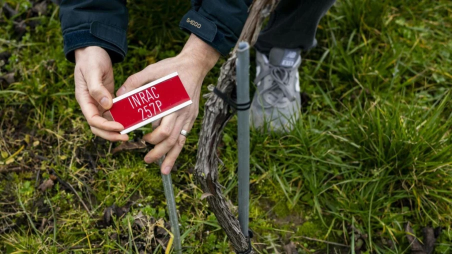 Agroscope homologue sept cépages résistants au mildiou et à l'oïdium