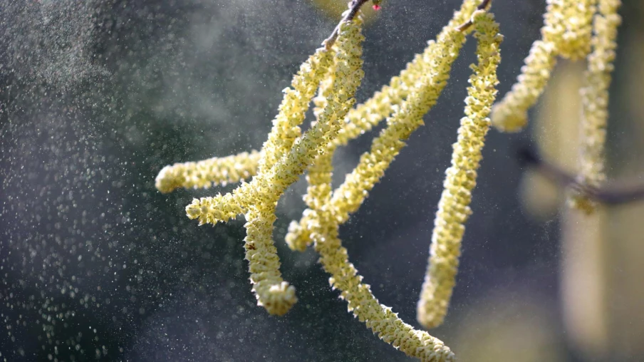 Saison des pollens en Suisse : début imminent, conseils pour allergiques