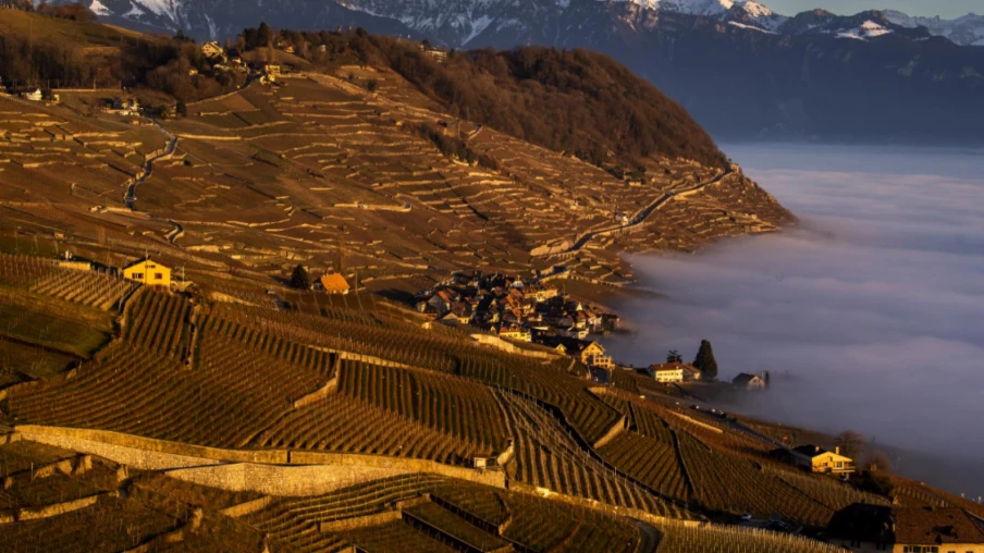 Nouveau plan de gestion pour Lavaux, vignoble en terrasses (UNESCO)