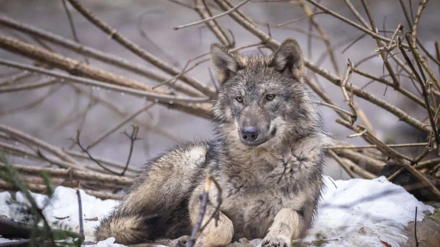 Suisse: 89 loups abattus en 2025-2026, Grisons et Valais en tête