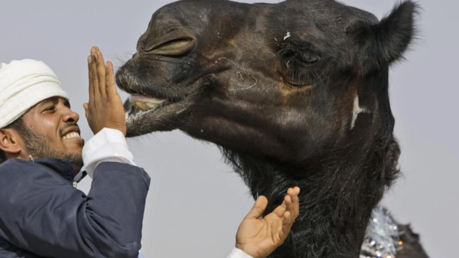 Arabie saoudite : des passeports pour 2,2 millions de chameaux