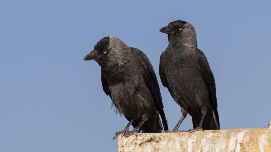 Fribourg : 70 nichoirs à choucas, un succès pour la biodiversité