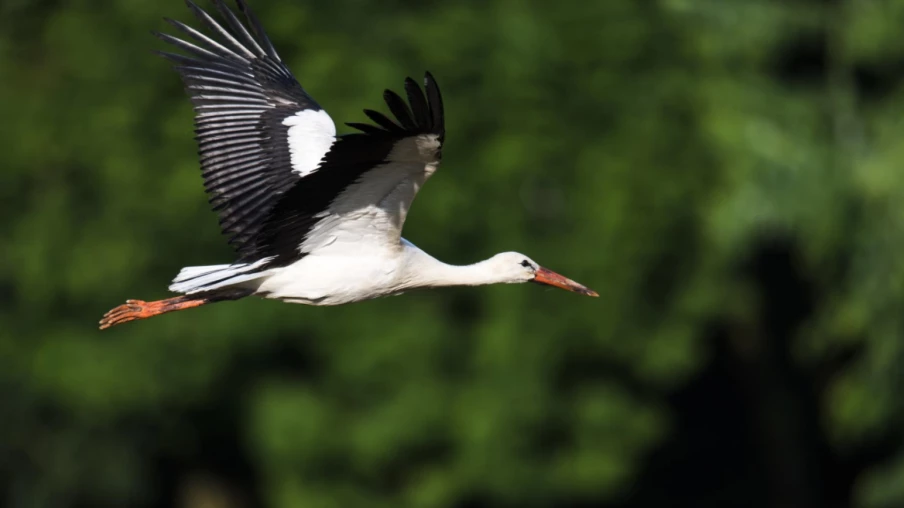 La cigogne "Porrentruy" munie d'une balise déclarée morte