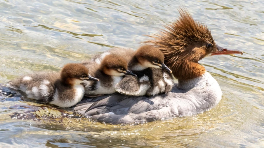 Harle bièvre: tir autorisé en Suisse pour protéger les poissons?