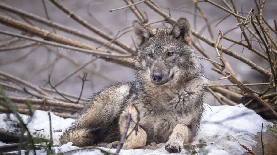 Musée de Bagnes : exposition sur le loup et nos représentations