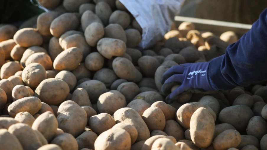 Crise de la pomme de terre en Europe : surproduction et chute des prix