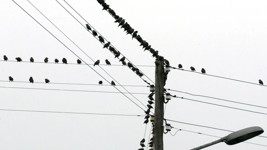 Le bruit humain nuit à la reproduction des oiseaux