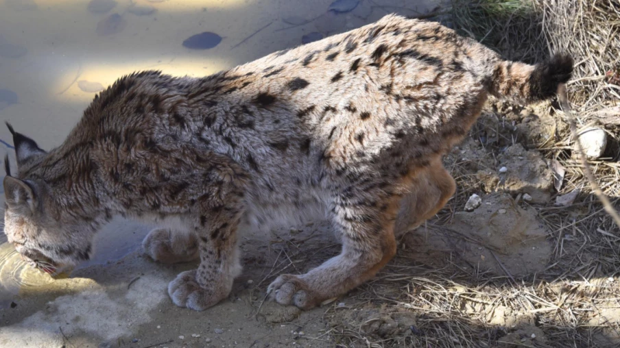 Neuchâtel en faveur d'un centre romand pour jeunes lynx