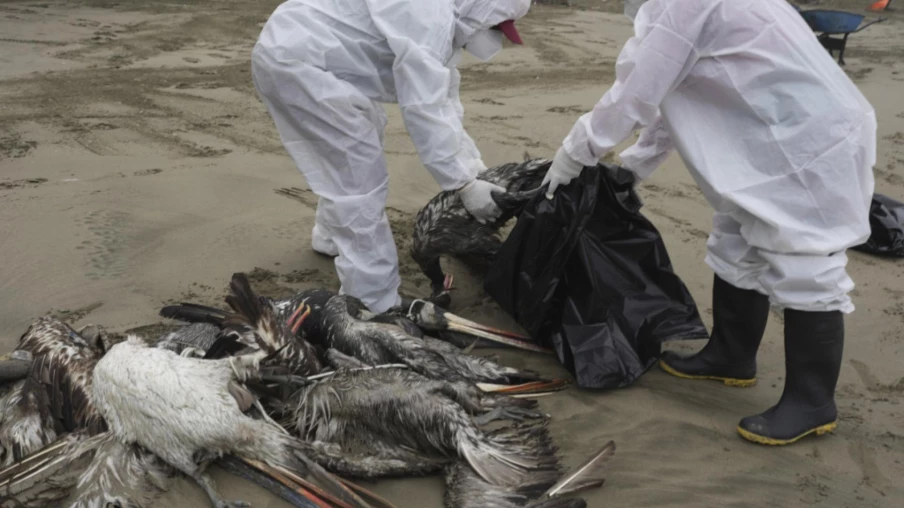 Grippe aviaire en Antarctique : un variant menace la faune