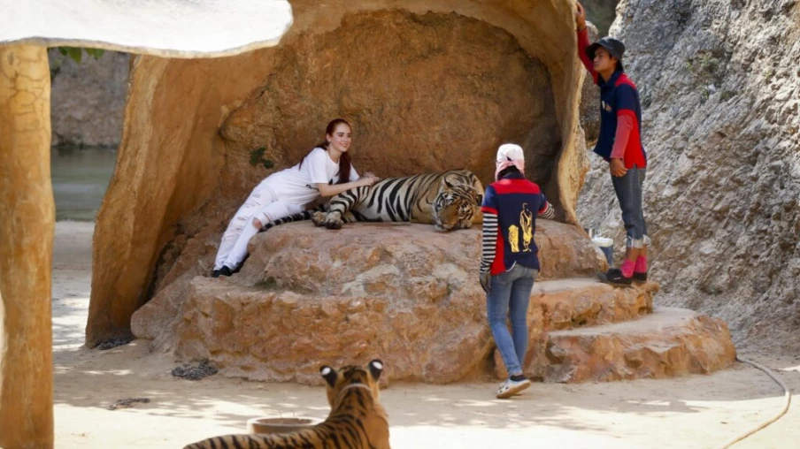 Thaïlande : 72 tigres morts de la maladie de Carré au Tiger Kingdom