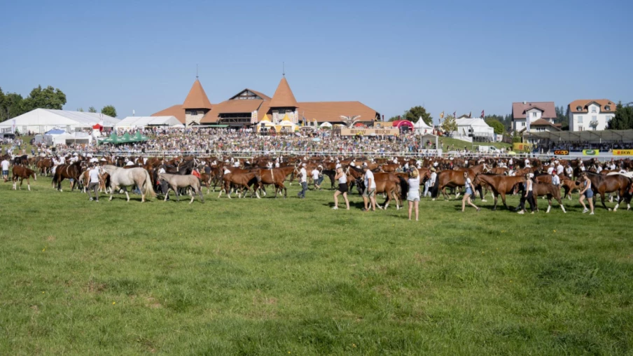 Berne défend 600'000 fr. pour le Marché-Concours de Saignelégier
