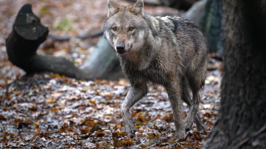 Loup migrateur nage 1,5 km dans le lac des Quatre-Cantons