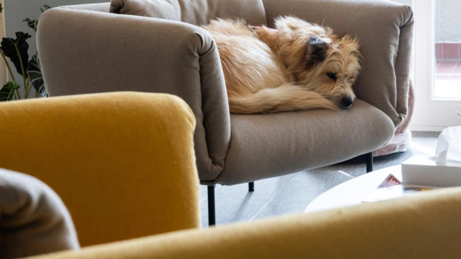 L'EPFL montre l'impact des chiens sur l'air d'un foyer