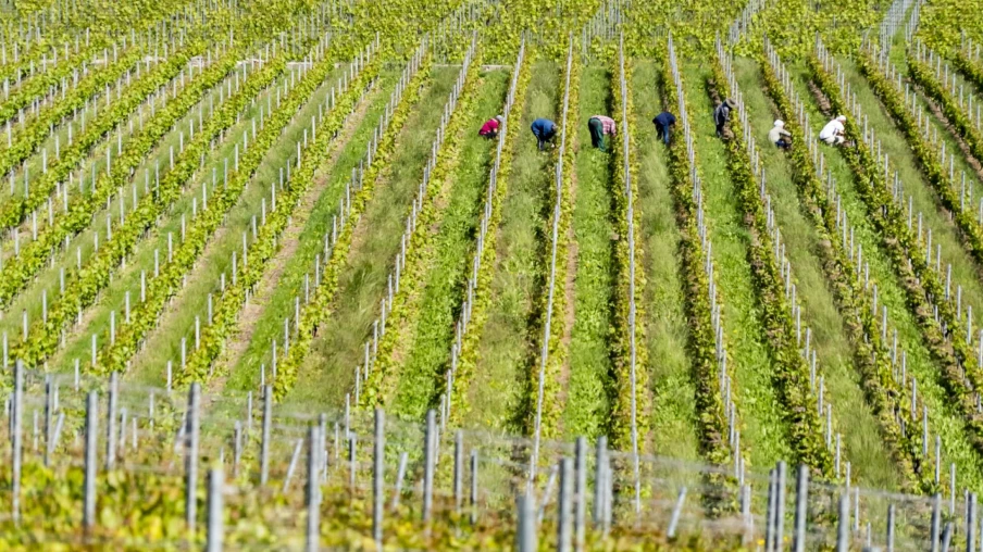 Valais: le canton cofinance l'arrachage volontaire de la vigne