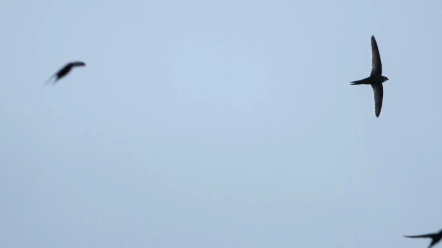 Lausanne recense 327 sites d'hirondelles, martinets et chauves-souris