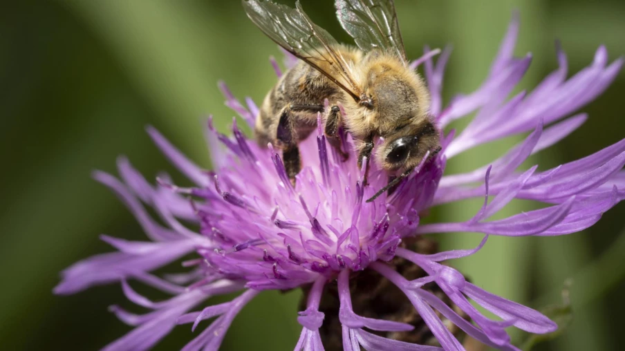 Inscrire la protection des pollinisateurs dans la constitution suisse
