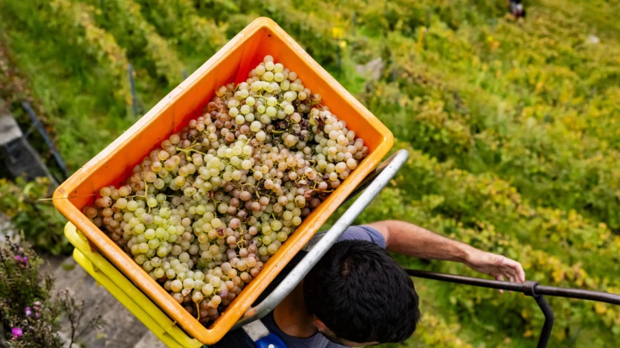 Millésime 2025: un cru suisse remarquable grâce à la météo