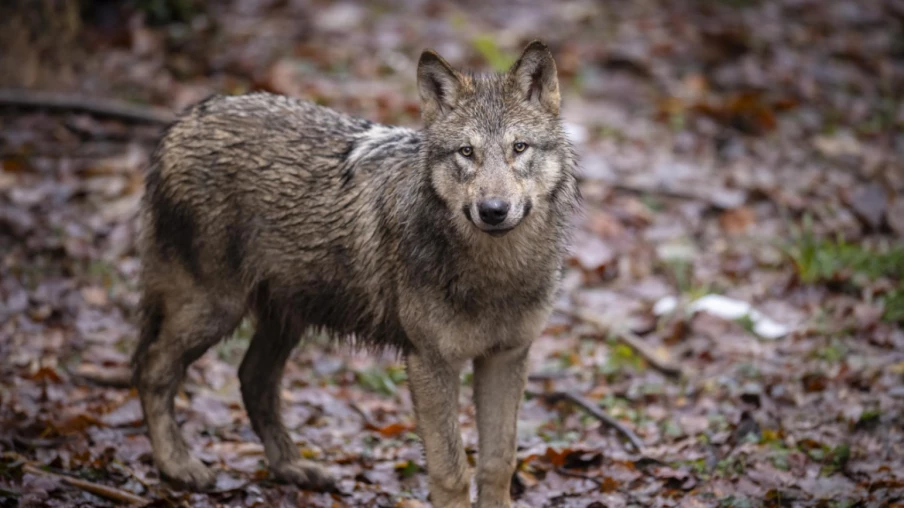 Loups en Valais en 2025 : 81 attaques, 318 victimes en baisse