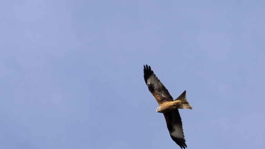 Milans royaux en hiver: pourquoi les jeunes dorment en dortoirs