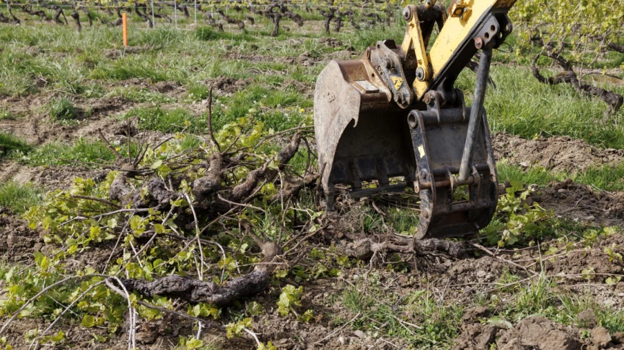 Le canton de Genève cofinance l'arrachage temporaire de 11% des vignes